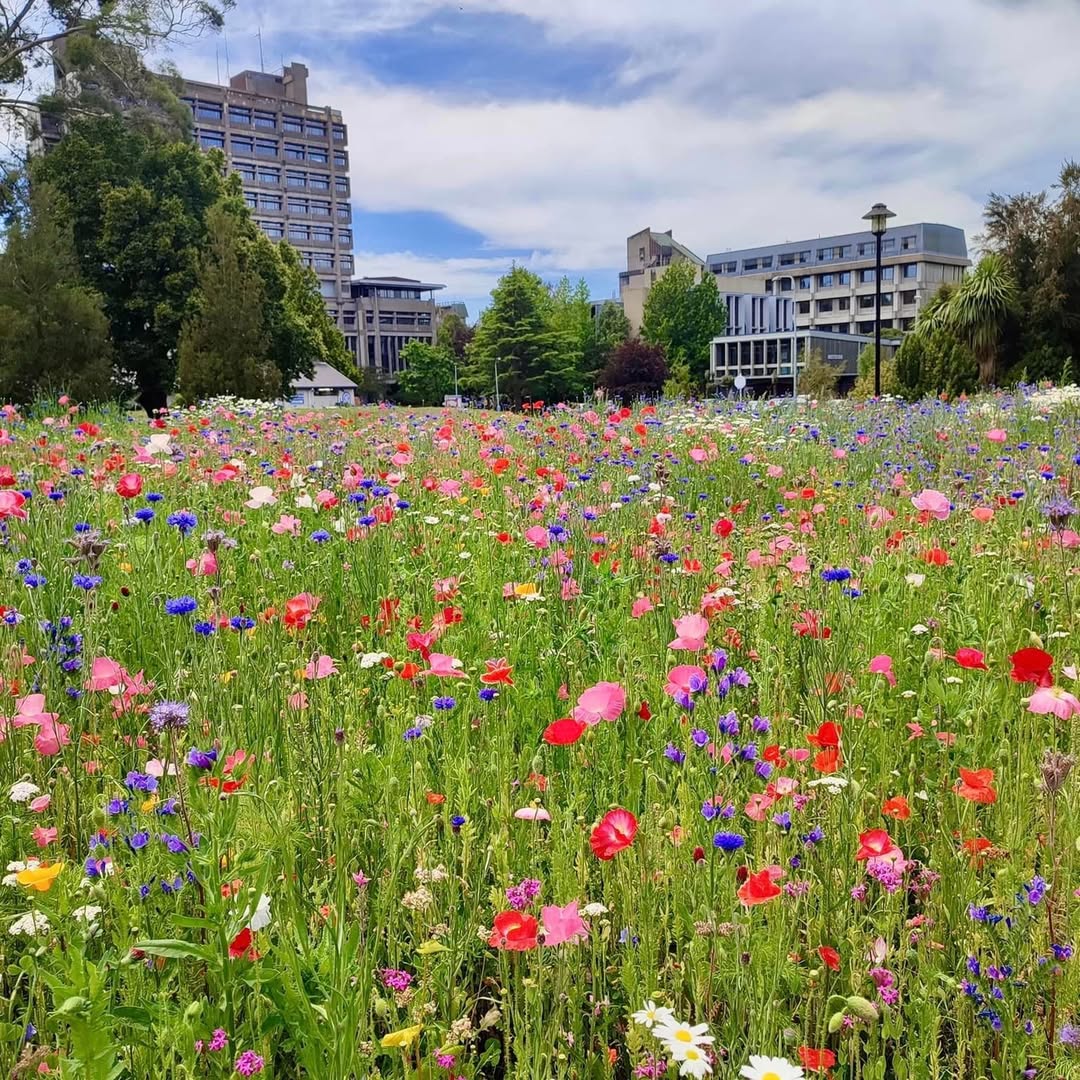 Wildflower Meadow