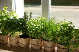 Indoor Herb Garden Ideas